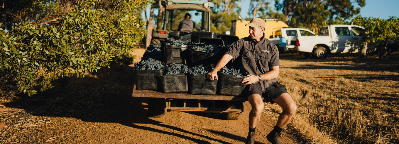 A man sitting at the back of truck with harvested grapes at Fermoy Estate